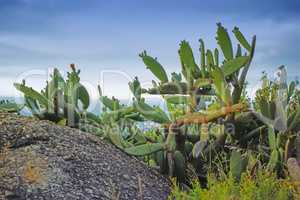 Closeup of succulents and wild grass growing between rocks on a mountain. Cacti growing on a boulder near Hout Bay in Cape Town. Indigenous South African plants by the seaside in summer