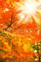 Closeup view of autumn orange beech tree leaves with a sun lens flare in a remote forest or countryside in Sweden. Woods with dry, texture foliage in a serene, secluded meadow or nature environment
