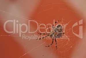 Below view of a walnut orb weaver spider in a web, isolated against a blurred red brick wall background. Closeup of a striped brown arachnid. The nuctenea umbratica is from the araneidae family.