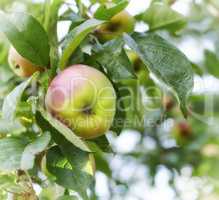 An apple per day keeps the doctor away. Apple-picking has never looked so enticing - a really healthy and tempting treat..