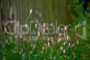 A garden of pink blooming Persicaria bistorta and fresh green leaves. A beautiful blur background photo of fresh pink flowers on a sunny day. Closeup of fences covered with vines and flowers