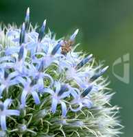 Closeup of blue globe thistle plant being pollinated by bees in a garden during summer. Botany growing on a green field in the countryside. Zoom of wildflowers blossoming with insects in a meadow