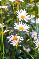 A view of a bloomed long common daisy flower with steam and yellow in the center. A close-up view of white daisies with long stem leaves. A group of white flowers shone brightly in the garden.