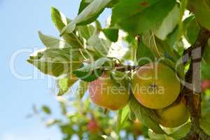 Apples growing on a tree branch in a sustainable orchard on a sunny day outside with blue sky background. Ripe and juicy fruit cultivated for harvest. Fresh and organic produce in a thriving grove