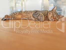 Cute cat sleeping on the floor with copyspace. Adorable pet taking a nap in the lounge. Grey feline laying on a wooden surface. Happy animal resting peacefully. Lazy furry cat with copy space