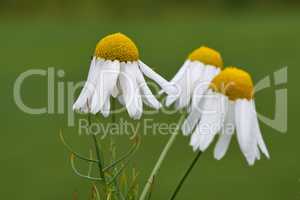 Closeup of three chamomile flowers against a green blurred background. A bunch of marguerite daisy blooms growing in a field of greenery outside. German or Roman chamomile plants for herbal tea.