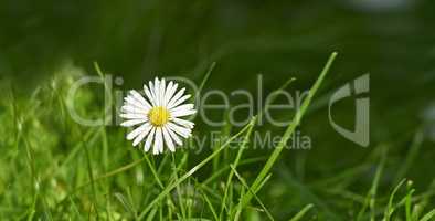 Closeup of a common daisy flower growing in a home backyard or garden during summer or spring. Marguerite perennial flowering plants outside, budding among blades of tall, green grass outdoors