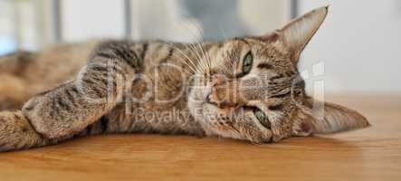 A cute tabby cat lying on a table with adorable eyes in a home. A happy sneaky furry pet in a house relaxing after playing all day. A portrait of a playful, funny, and adorable feline calmly resting