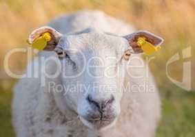 Sheep grazing in a heather meadow during sunset in Rebild National Park, Denmark. One woolly sheep walking and eating grass on a blooming field or a pastoral land. Free range mutton farm