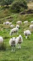 A flock of sheep outdoors on a farm grazing bright green pasture, meadow, and grass. White animal on feeding in nature on farmland on a summer day. Livestock on a large piece of land