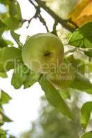 Closeup of fresh green apples on sustainable orchard farm in farming countryside with branch leaves. View of an apple tree with healthy, delicious snack fruit growing for nutrition, diet or vitamins