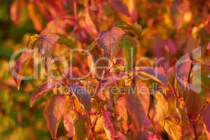 Closeup view of autumn orange beech tree leaves with a bokeh background in a remote forest or countryside in Norway. Woods with dry, texture foliage in a serene, secluded meadow or nature environment