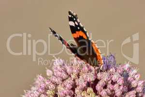 One red admiral butterfly perched on a pink wild leak or onion flower with a brown background and copyspace. Closeup of a vanessa atalanta sitting on an allium polyanthum or ampeloprasum garden plant