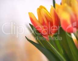 Closeup of orange tulips on isolated background with copy space. A bouquet or bunch of beautiful tulip flowers with green stems grown as ornaments for its beauty and floral fragrance scent