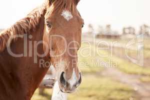 Excuse me a WHAT back ride. Portrait of a beautiful brown and white horse on a farm.