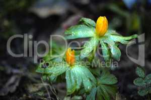 Closeup of winter aconite flowers growing in soil in a home backyard or botanical garden. Eranthis hyemalis blossoming, blooming and flowering in nature. Passionate about gardening and horticulture