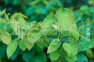 Closeup of green epimedium koreanum herbs and plants growing on stems in lush home garden. Group of vibrant leaves on stalks blooming in backyard. Passionate about horticulture and flora agriculture