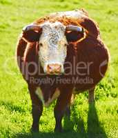 One hereford cow or bull standing alone on a farm pasture. Hairy animal isolated against green grass on a remote farmland and agriculture estate. Raising live cattle, grass fed diary farming industry