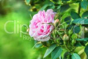 Closeup side view of a single pink rose growing in a park in spring. Flowering bush in a botanical garden or arboretum on a blurred greenery background. Seasonal blooms cultivated in the backyard