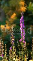 Violet Foxgloves blooming in a sunny backyard garden in summer. Digitalis purpurea blossoming in a lush green grassy meadow in nature. Flowering plants flourishing in a field in the countryside