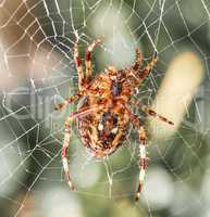 Closeup of a Walnut Orb weaver Spider on a web on a summer day. Specimen of the species Nuctenea umbratica outdoors against a blur leafy background. An eight legged arachnid making a cobweb in nature