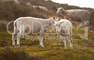 A flock of sheep in a meadow on lush farmland. Shaved sheared wooly sheep eating grass on a field. Wild livestock grazing in Rebild National Park, Denmark. Free range organic mutton and lamb