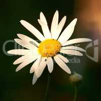 Closeup of one large white daisy in a sunny summer garden. Leucanthemum vulgare flower blooming beautifully in its natural environment outdoors. Flowering plants flourishing outside in a park