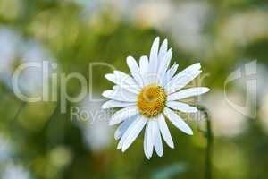 Daisy flower growing in a garden against a blurred background. Closeup of a marguerite perennial flowering plant on a grassy field in spring. White flowers blooming in a green backyard garden