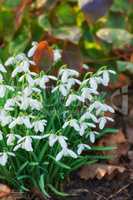 Closeup of white flowers growing in an ecological garden. Group of common snowdrops plants blooming and flowering in a remote field or meadow in a home backyard garden or a sustainable environment