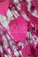 Autumn pink leaves on branches. Change of season brings new possibilities, chance and weather. Hanging vibrant leaves against cloudy sky with copyspace. Neon funky leaves for a scenic wallpaper