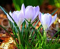 Low growing crocus, stems grow underground, yellow, orange or purple flowers symbolising rebirth, change, joy and romantic devotion. Beautiful wild purple flowers growing in the forest or woods