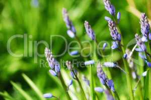Lavender blooming in a botanical garden on a sunny day in summer. Lavandula growing on a grassy lush green field in nature. Aromatic purple flowering plants blossoming in a meadow in spring