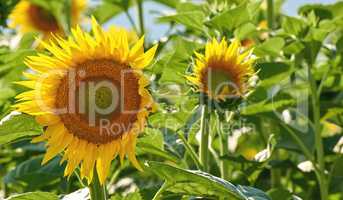 Sunflowers growing in a garden against a blurred nature background in summer. Yellow flowering plants beginning to bloom on a green field in spring. Bright flora blossoming in a meadow on a sunny day