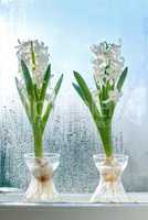 Closeup of Crocus growing in fresh water, plant on a windowsill . Two white bunches of flowers adding to the beauty in nature and peaceful ambience, while growing in a greenhouse with copyspace