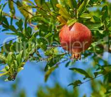 Closeup of a ripe pomegranate hanging on a tree branch in the garden. Delicious red garnet produce fruit ready to be picked. Fresh harvest growing on a healthy farm tree against a blur sky background