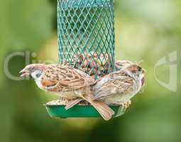 Sparrows are a family of small passerine birds, Passeridae. They are also known as true sparrows, or Old World sparrows, names also used for a particular genus of the family, Passer.