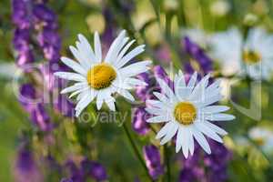 Two white daisiy flowers blooming in a garden. Flowerheads with yellow centers flourishing in a botanical garden or park on a sunny day in spring. Marguerite and other purple plant species in nature