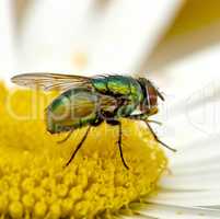 Green bottle fly feeds and relax on a white daisy after a long day of flying. Colourful blue blowfly collect nectar and pollinates a flower. Closeup of a hairy common fly on a bright yellow blossom.