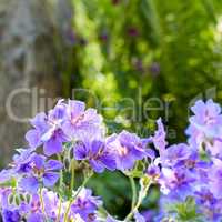 Purple plants and flowers growing in a green garden in spring. Meadow geranium plant blooming and flourishing in a lush field in summer. Beautiful violet flowering plants budding in a forest