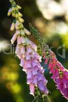 Closeup of pink foxglove flowers blossoming in a garden. Delicate magenta plants growing on green stems in a backyard or arboretum. Digitalis Purpurea in full bloom on a sunny summer day in nature