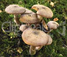 A common species of mushrooms growing in green grass outdoors on a lawn in nature. A bunch or group of invasive fungi Armillaria Borealis in a forest or backyard in the environment