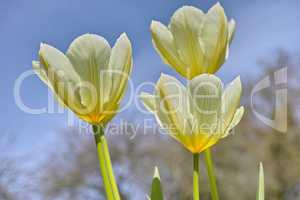 Beautiful tulips growing in a botanical garden in early springtime. Scenic view of flowering plants beginning to blossom and bloom in a park or on a field in summer. White flowers in a meadow