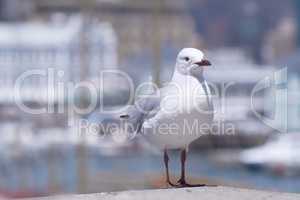 Closeup of a seagull isolated against a bokeh background with copy space. Full length of a white bird standing alone by a coastal city dock. Birdwatching migratory avian wildlife in search for food