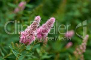 Closeup of a pink smartweed flower growing in a garden with blur background copy space. Beautiful outdoor water knotweed flowering pant with a longroot and leaves flourishing in a nature environment
