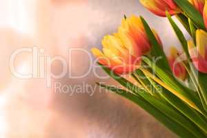 Copyspace with orange and yellow tulips. Closeup of a bunch of beautiful flowers with vibrant petals and green stems. Blossoming bouquet with floral scent symbolizing hope and love for valentines day