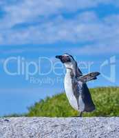 A sunbathing penguin standing on a rock on a summer day with a blue sky background and copy space. An arctic animal or bird walking on a stone outdoors in nature with copyspace