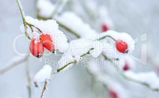 Fruit covered in snow, hanging on branches in winter. Frozen flowers and leaves under a snow blanket. Frosty branches growing in cold weather in the forest. Icy, dewy, early morning in nature woods