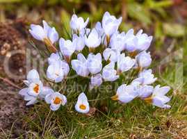 Crocus flower plant growing in a backyard garden during summer. Flowers flourishing in a lush green park during springtime from above. Top view of wildflowers blossoming in a grassy meadow or field