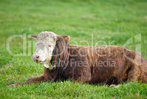 Landscape with animals in nature. One brown and white cow sitting on a green field in a rural countryside with copy space. Raising and breeding livestock cattle on a farm for beef and dairy industry