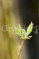 Closeup of a Common lilac shrub with copyspace. Zoom in on budding leaves on a branch, that blooms with fragrant blossoms in late spring. Details of a plant in nature used to flavour honey and food